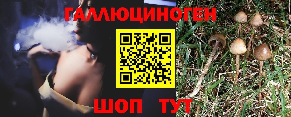 Псилоцибиновые грибы Psilocybine cubensis  Борзя  Галлюциногенные грибы MAGIC MUSHROOMS 